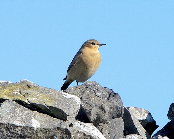wheatear